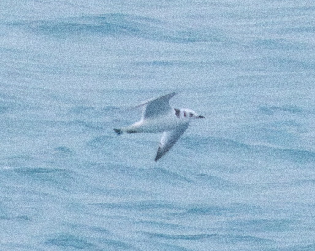 Black-legged Kittiwake - ML641998253