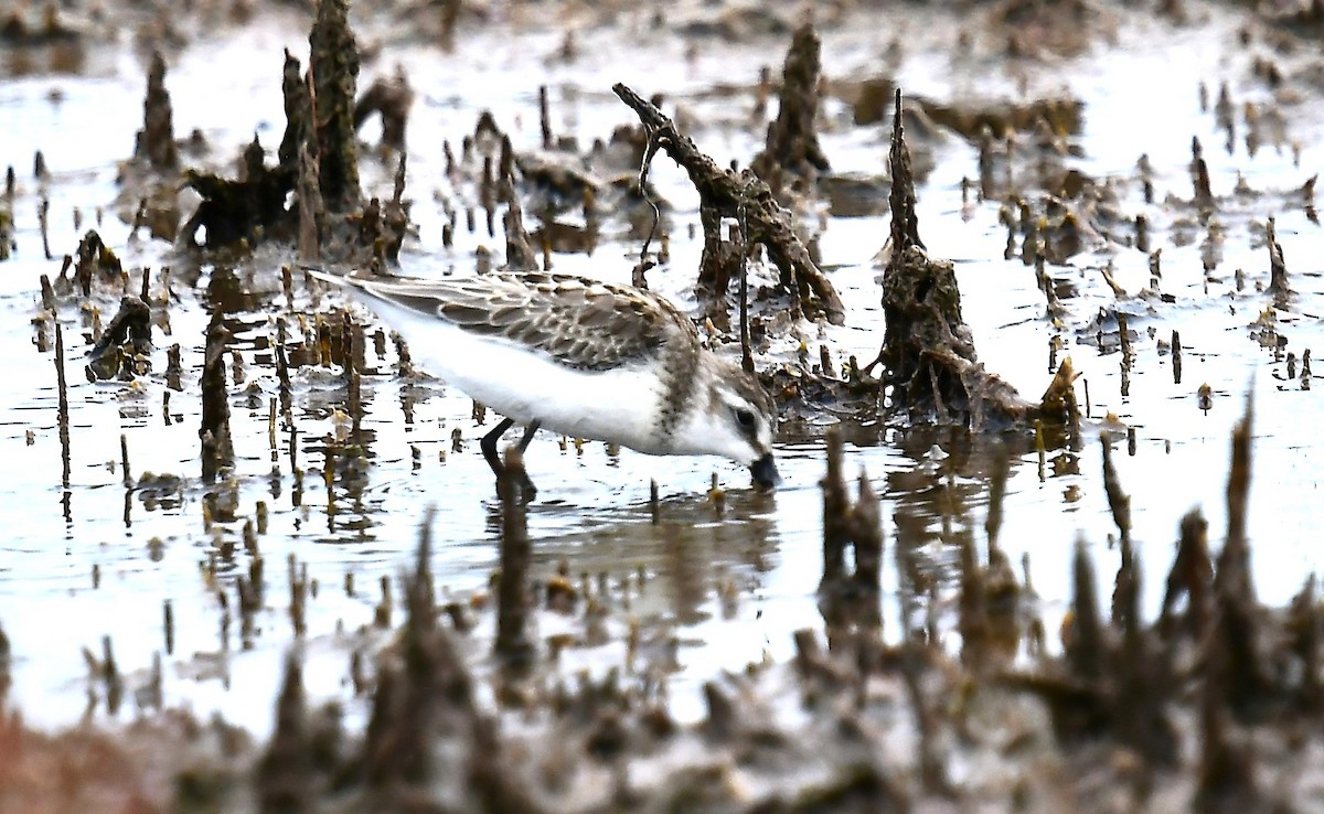 sandsnipe - ML641998260