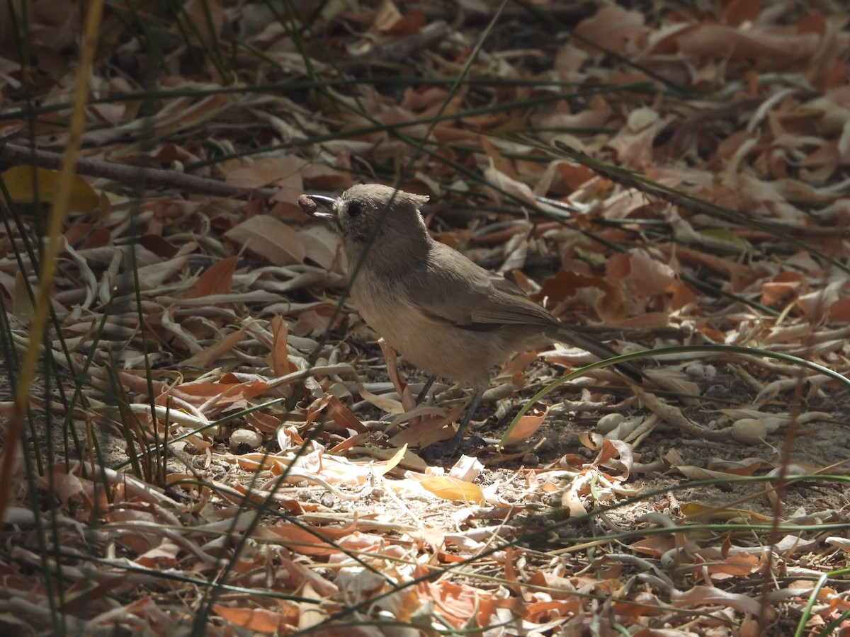 Juniper Titmouse - ML641998270