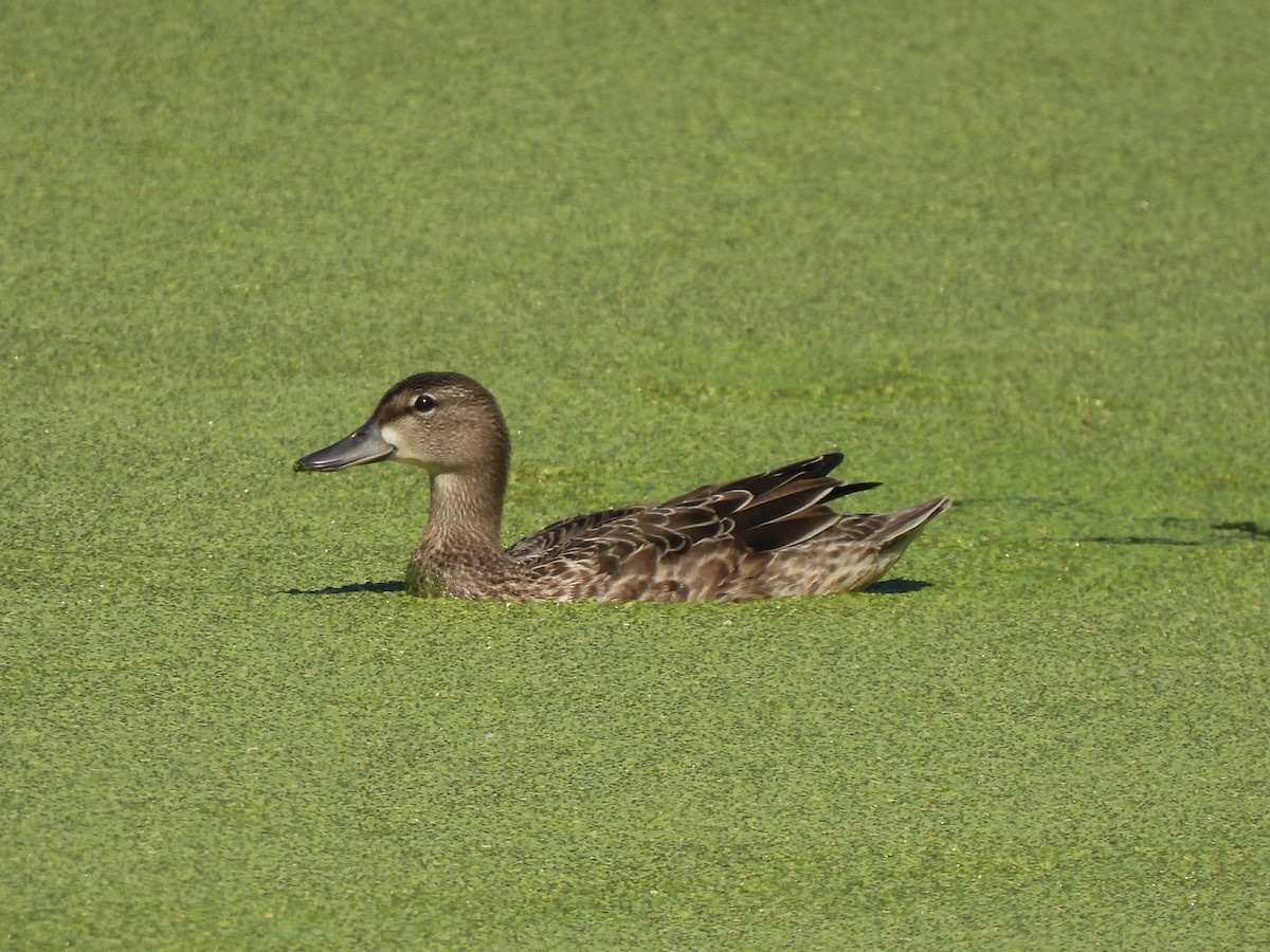 Blue-winged Teal - ML641998282