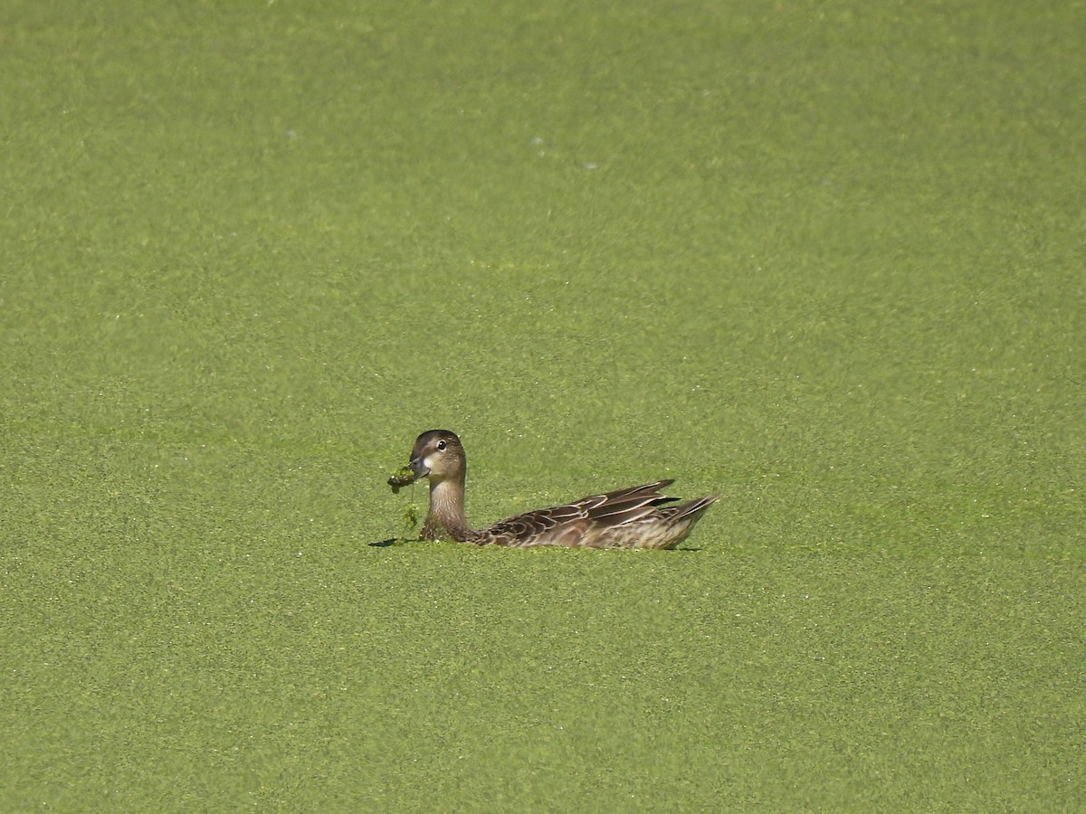 Blue-winged Teal - ML641998283