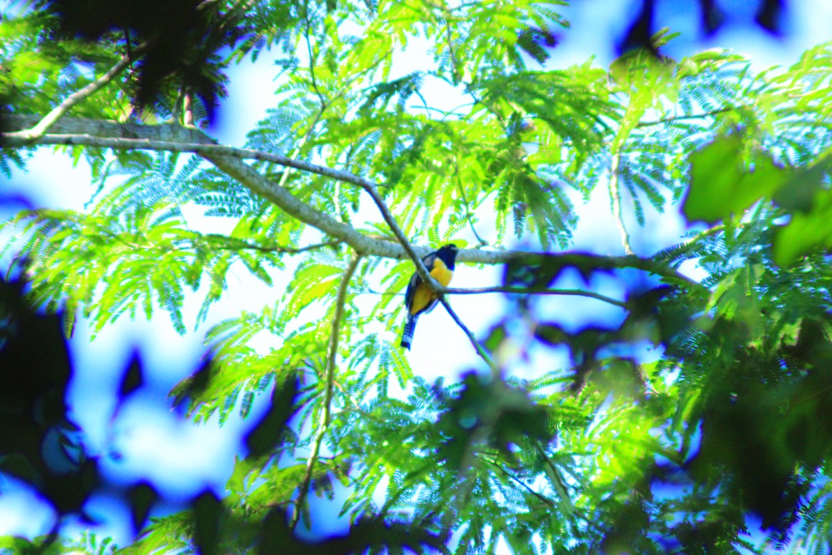 Gartered Trogon - ML641998288