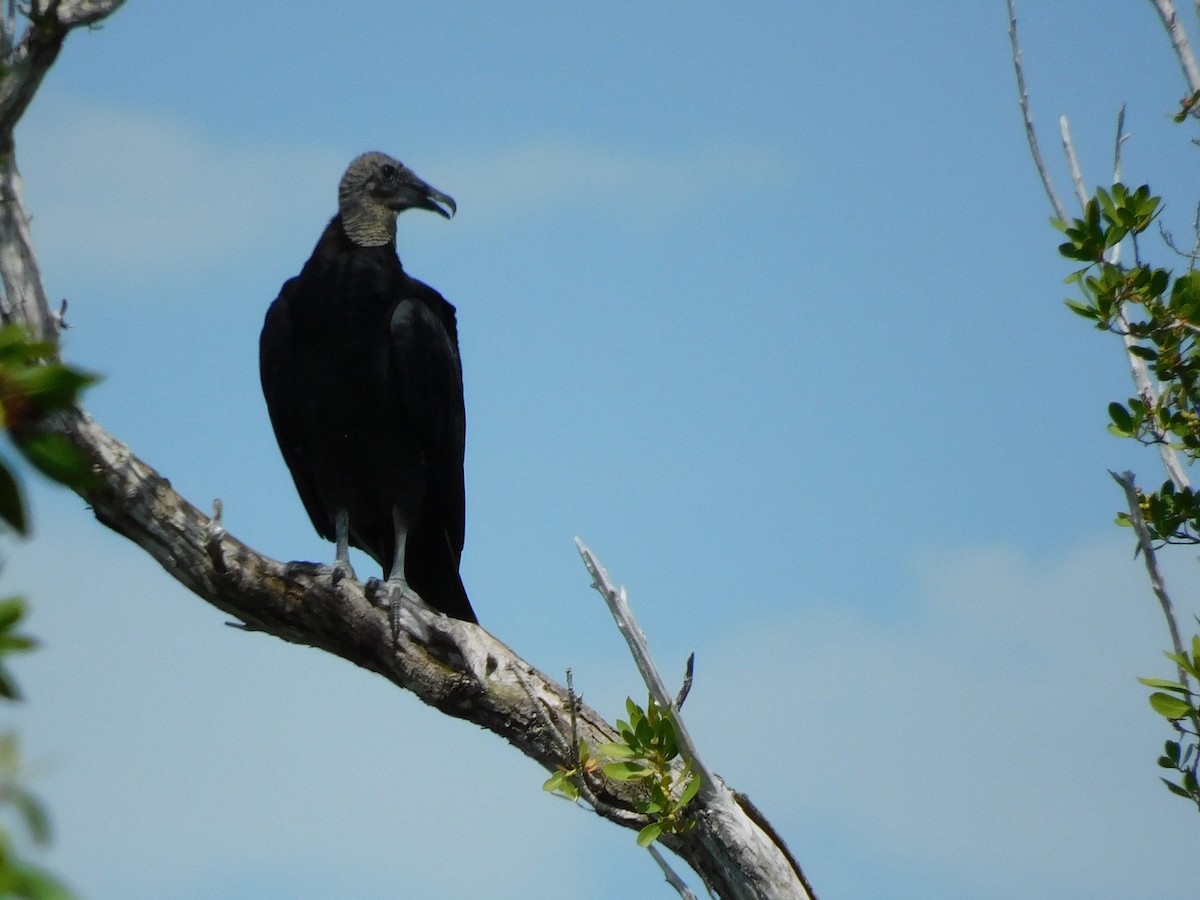Black Vulture - ML641998292