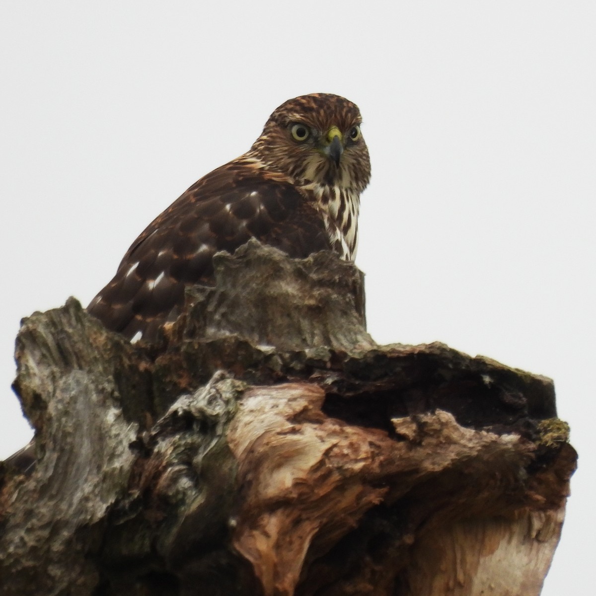 Cooper's Hawk - ML641998293