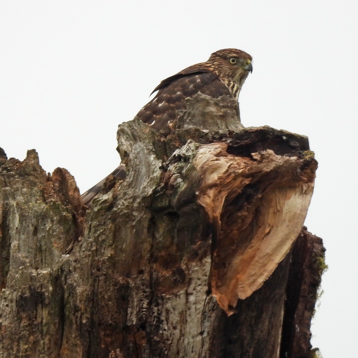 Cooper's Hawk - ML641998294
