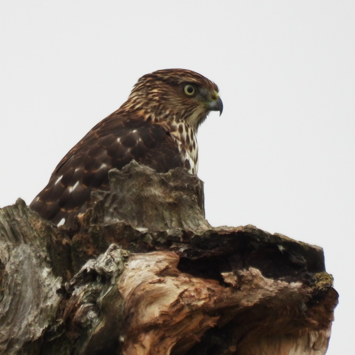 Cooper's Hawk - ML641998295