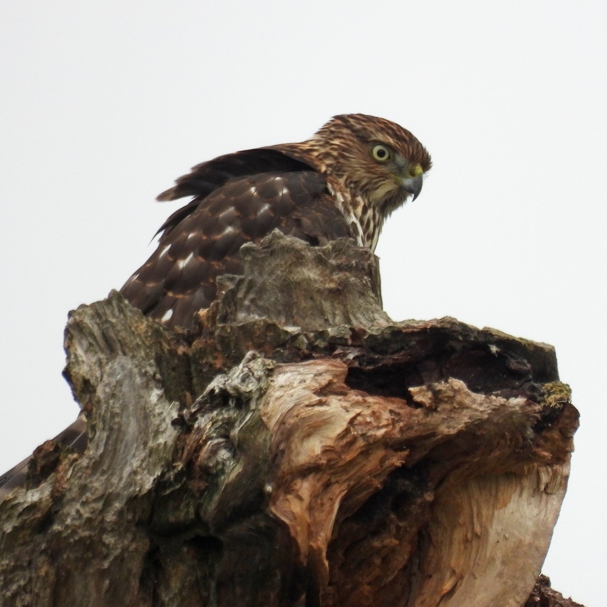 Cooper's Hawk - ML641998296
