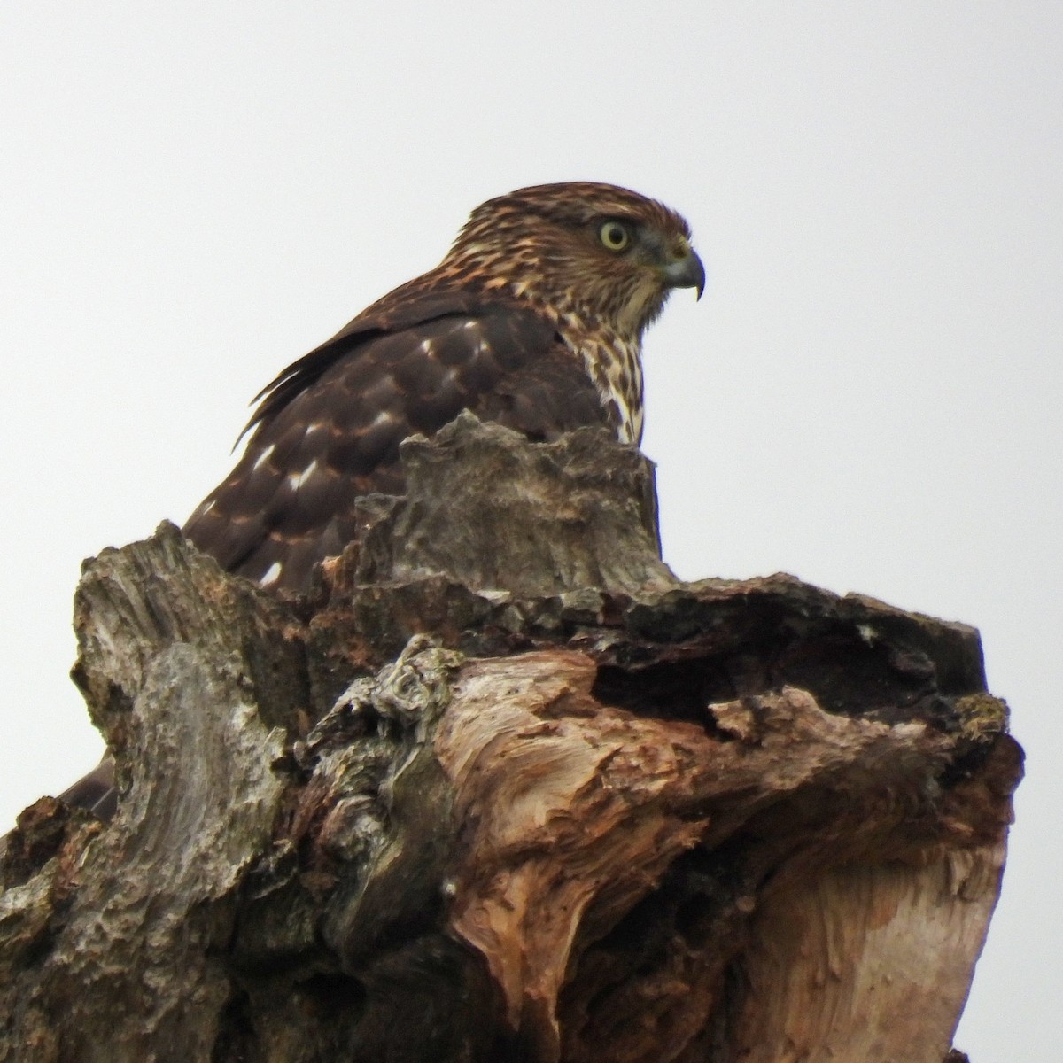 Cooper's Hawk - ML641998297