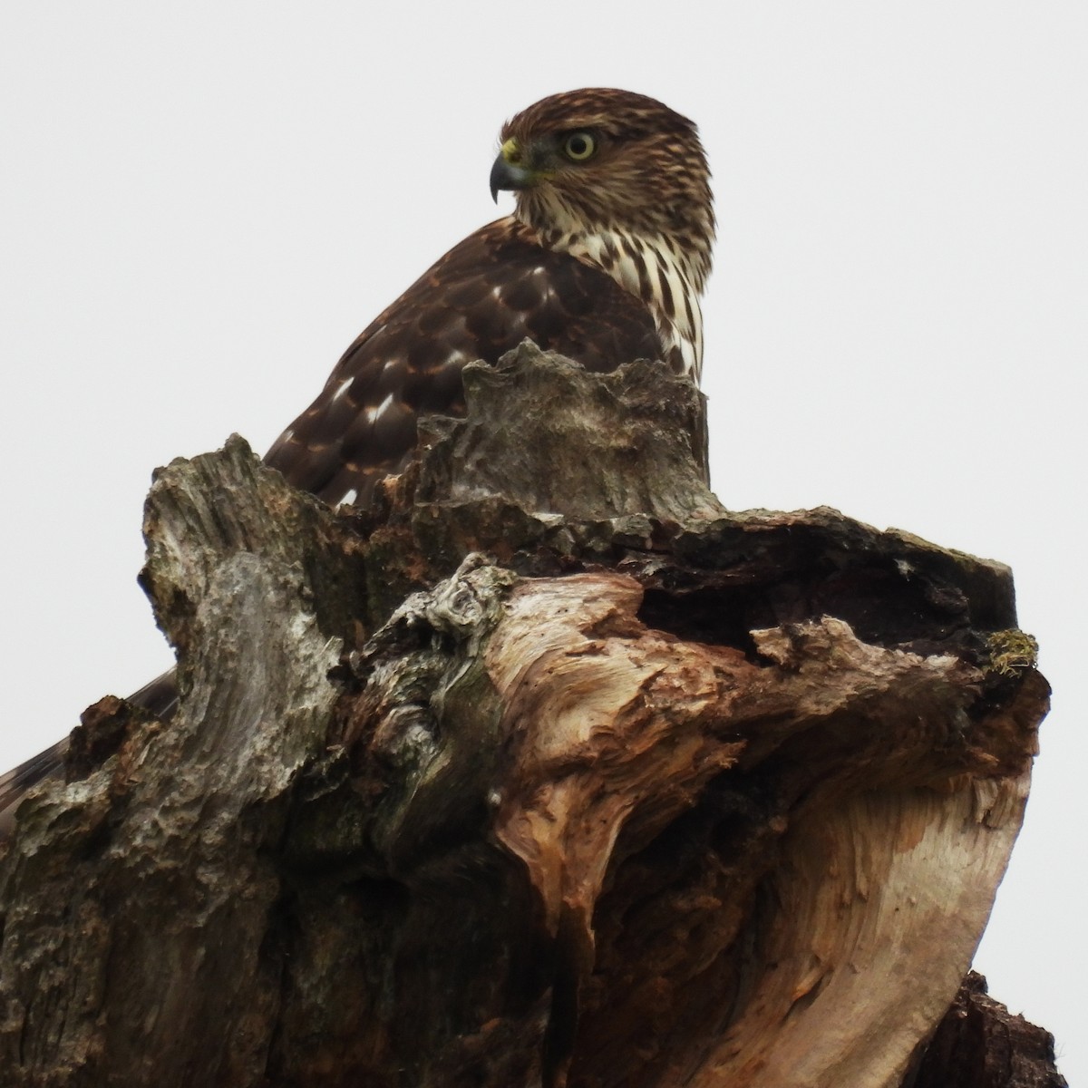Cooper's Hawk - ML641998298