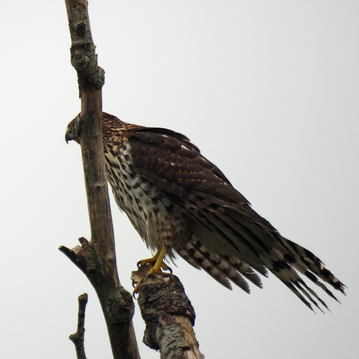 Cooper's Hawk - ML641998299