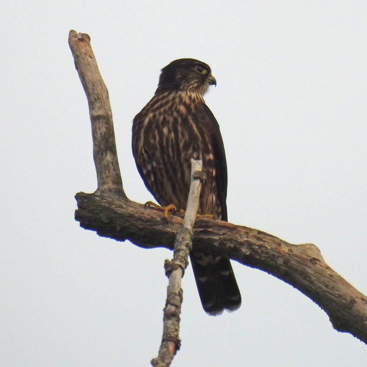 Belatz txikia - ML641998312