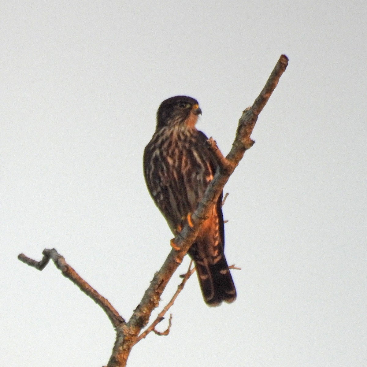Belatz txikia - ML641998313