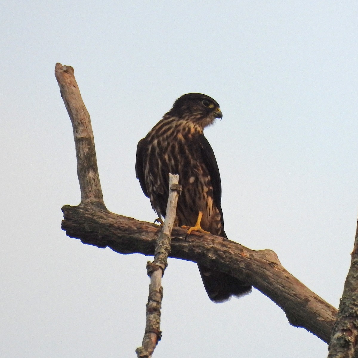 Belatz txikia - ML641998314