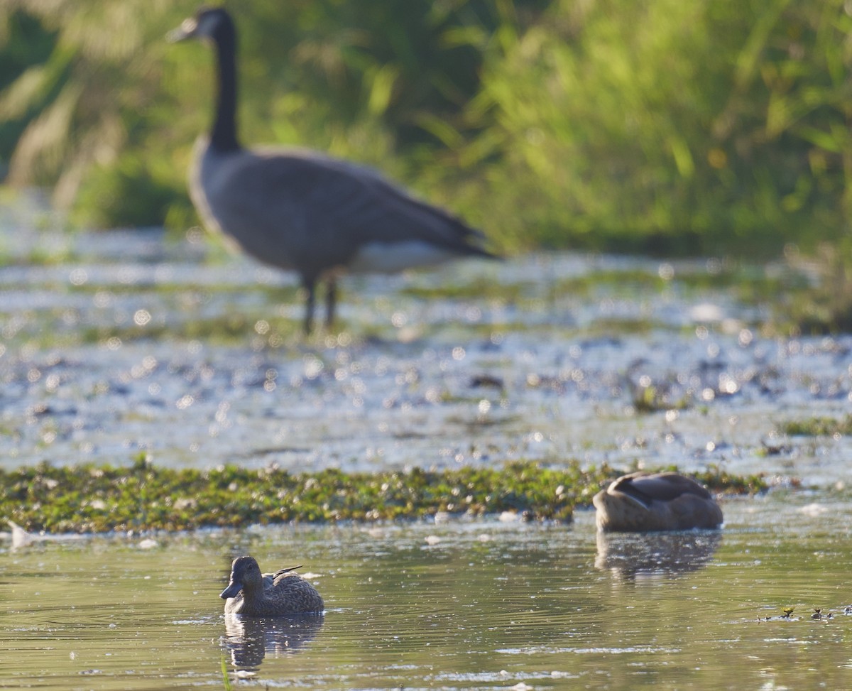 Blue-winged Teal - ML641998352