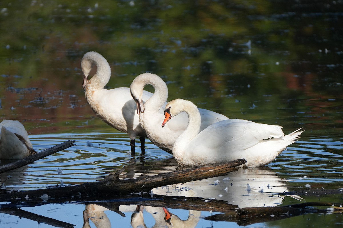 Mute Swan - ML641998360