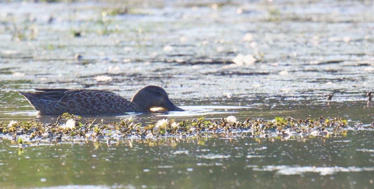 Blue-winged Teal - ML641998361