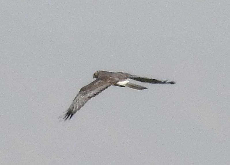 Northern Harrier - ML641998385