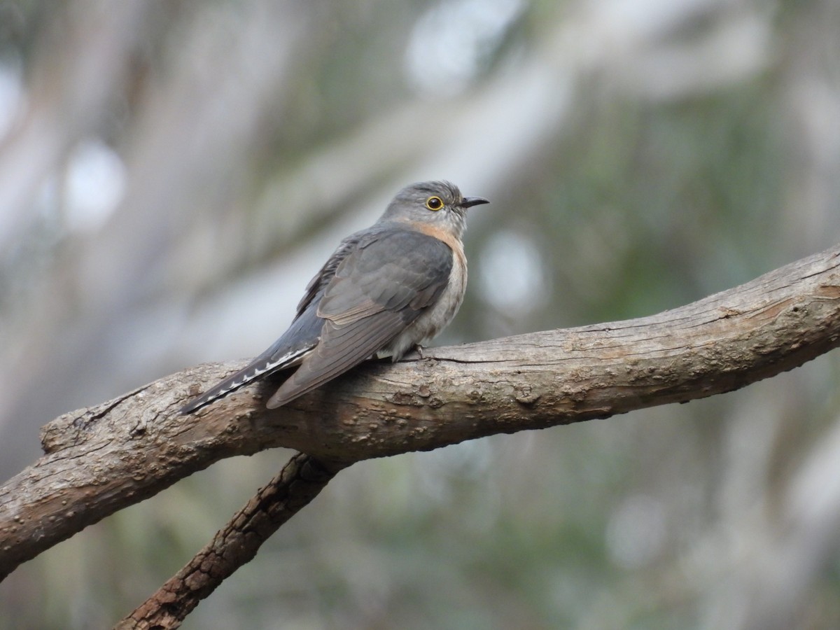 Yelpaze Kuyruklu Guguk - ML641998387