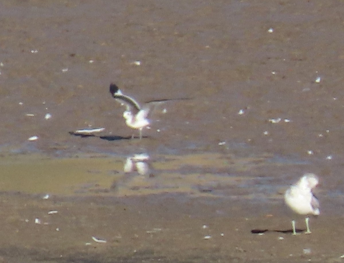 Mouette de Sabine - ML641998394