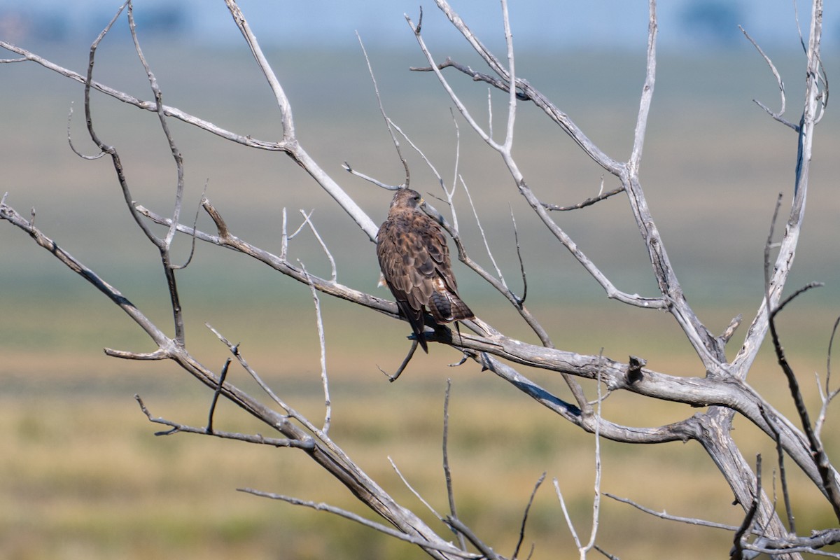Swainson's Hawk - ML641998398