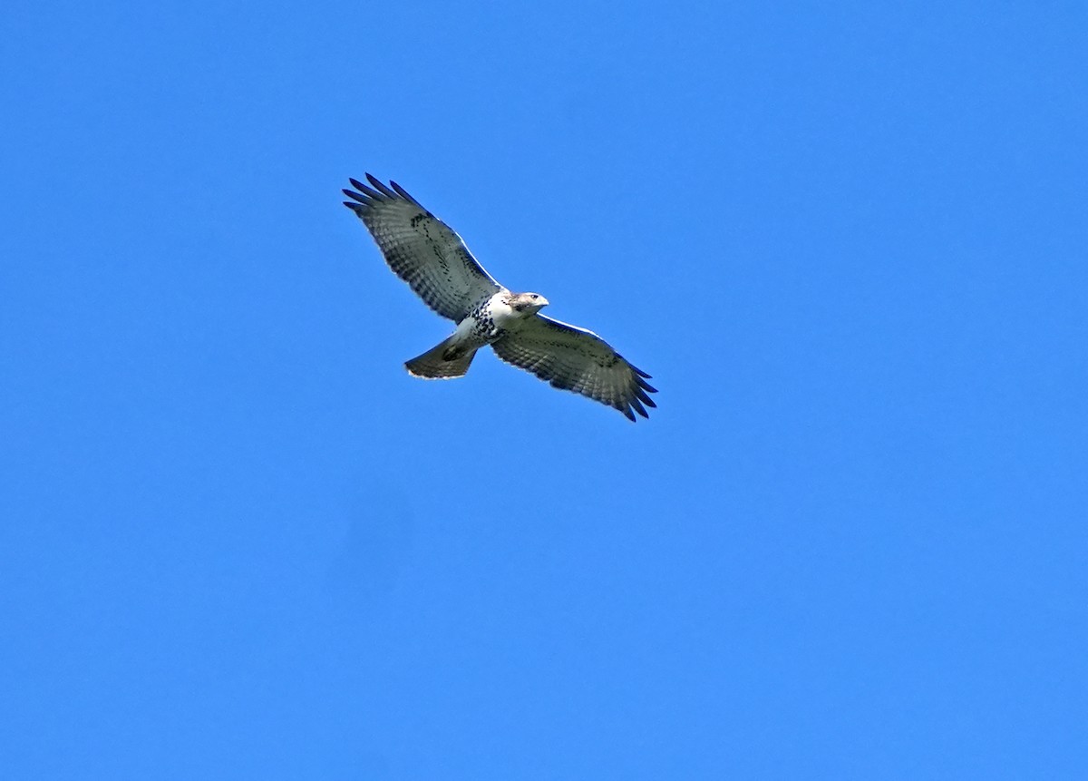 Red-tailed Hawk - ML641998400