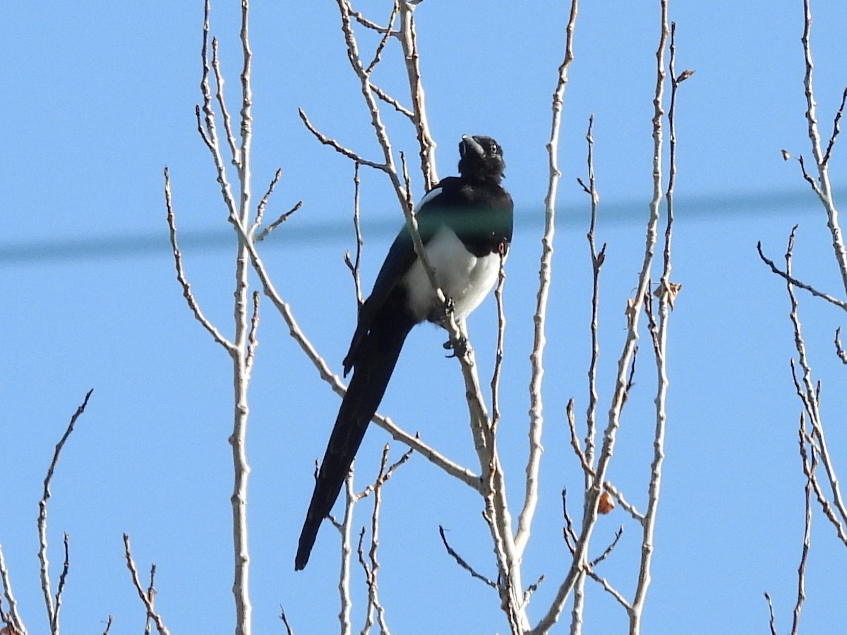 Black-billed Magpie - ML641998405