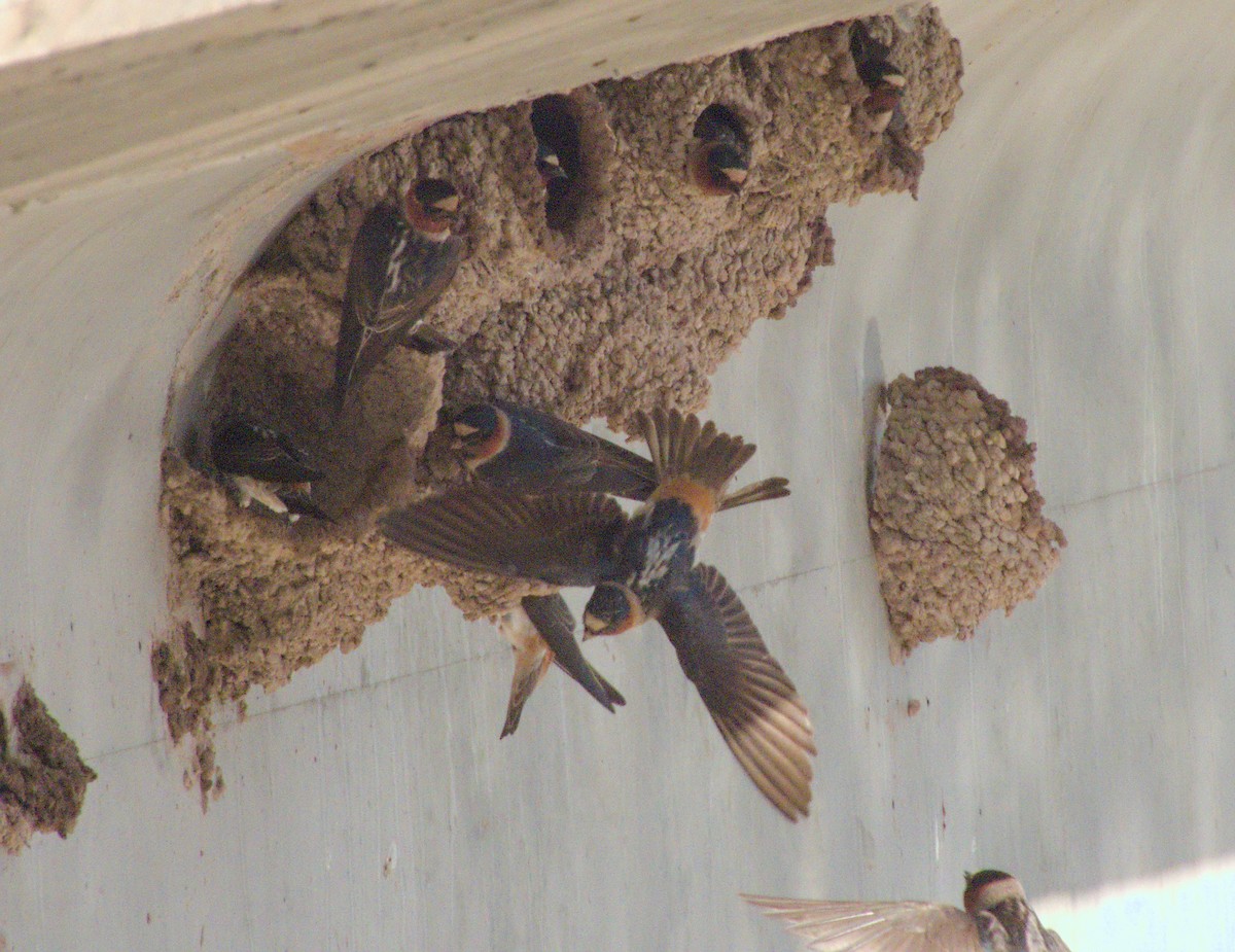 Cliff Swallow - ML641998426