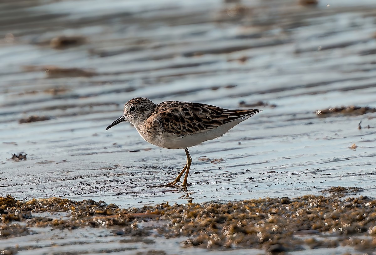 Least Sandpiper - ML641998437