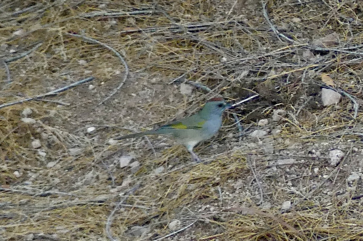 Green-tailed Towhee - ML641998438