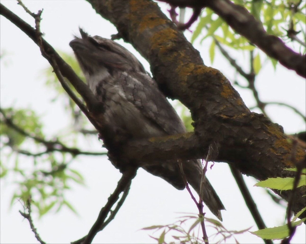 Tawny Frogmouth - ML641998447