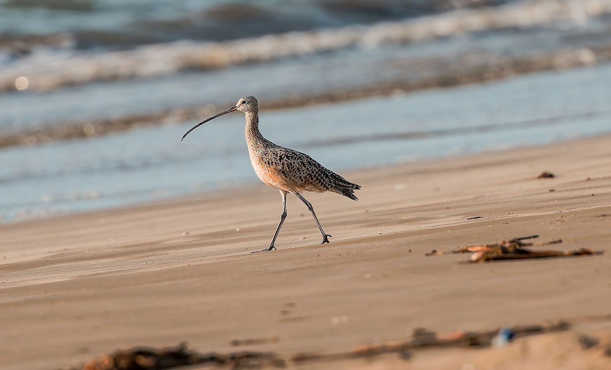 Long-billed Curlew - ML641998453