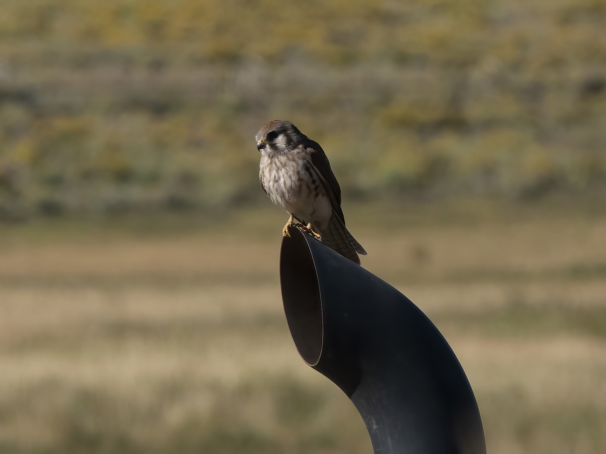 Buntfalke - ML641998475
