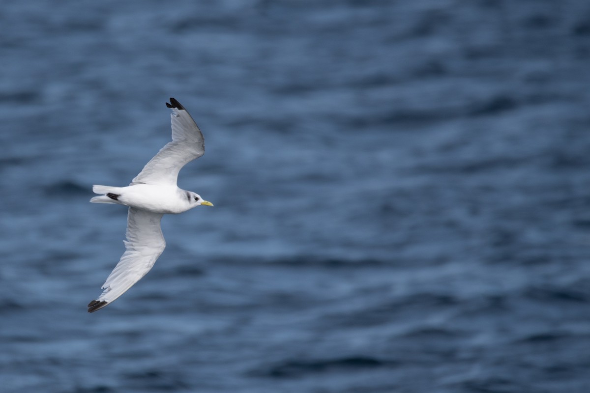 Black-legged Kittiwake - ML641998488