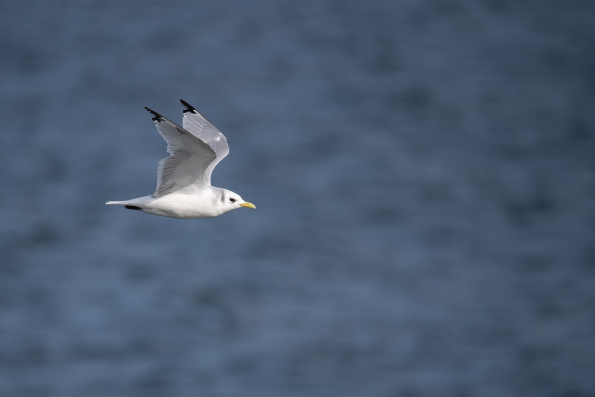 Black-legged Kittiwake - ML641998517