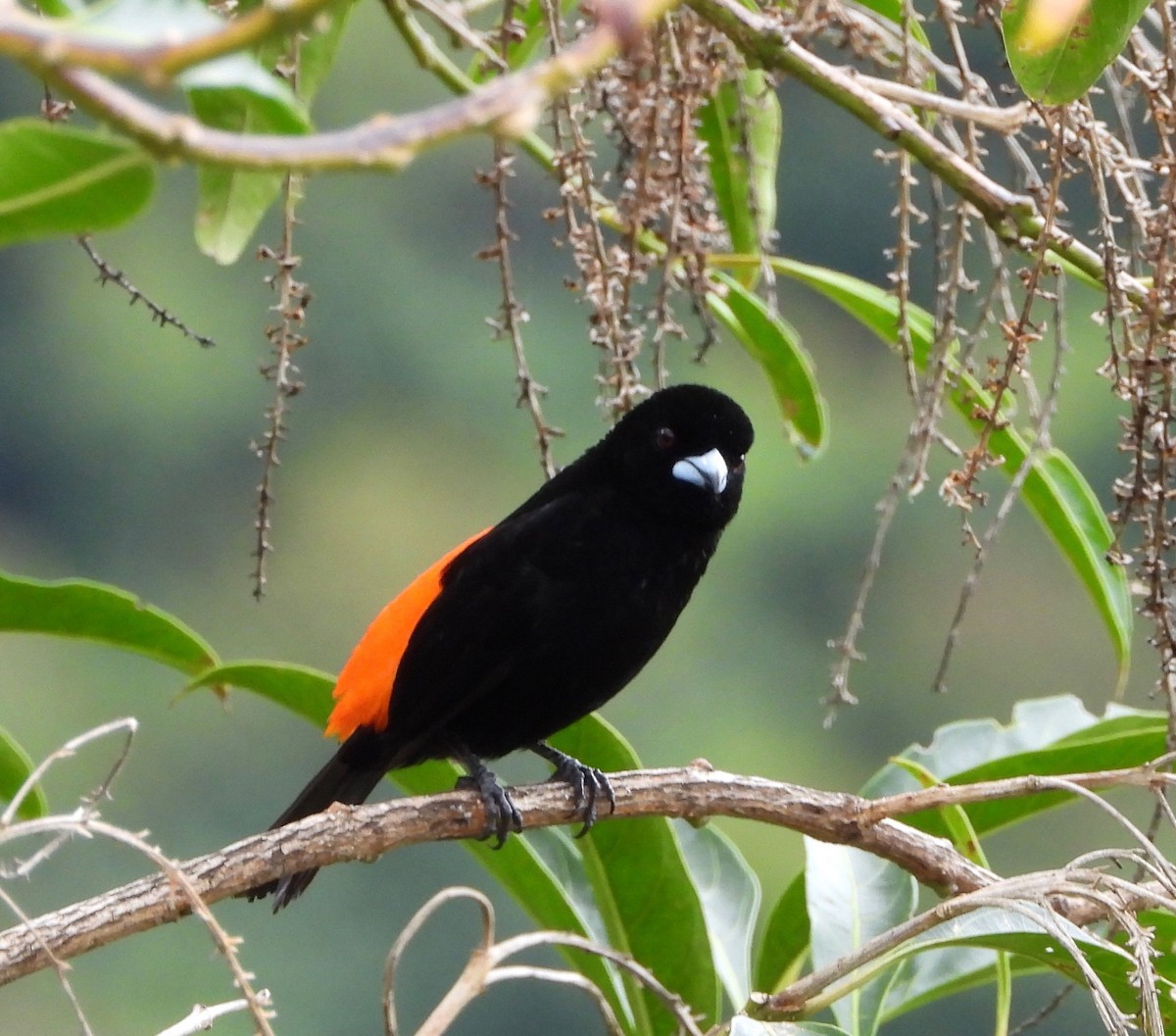 Tangara Terciopelo (costaricensis) - ML641998518
