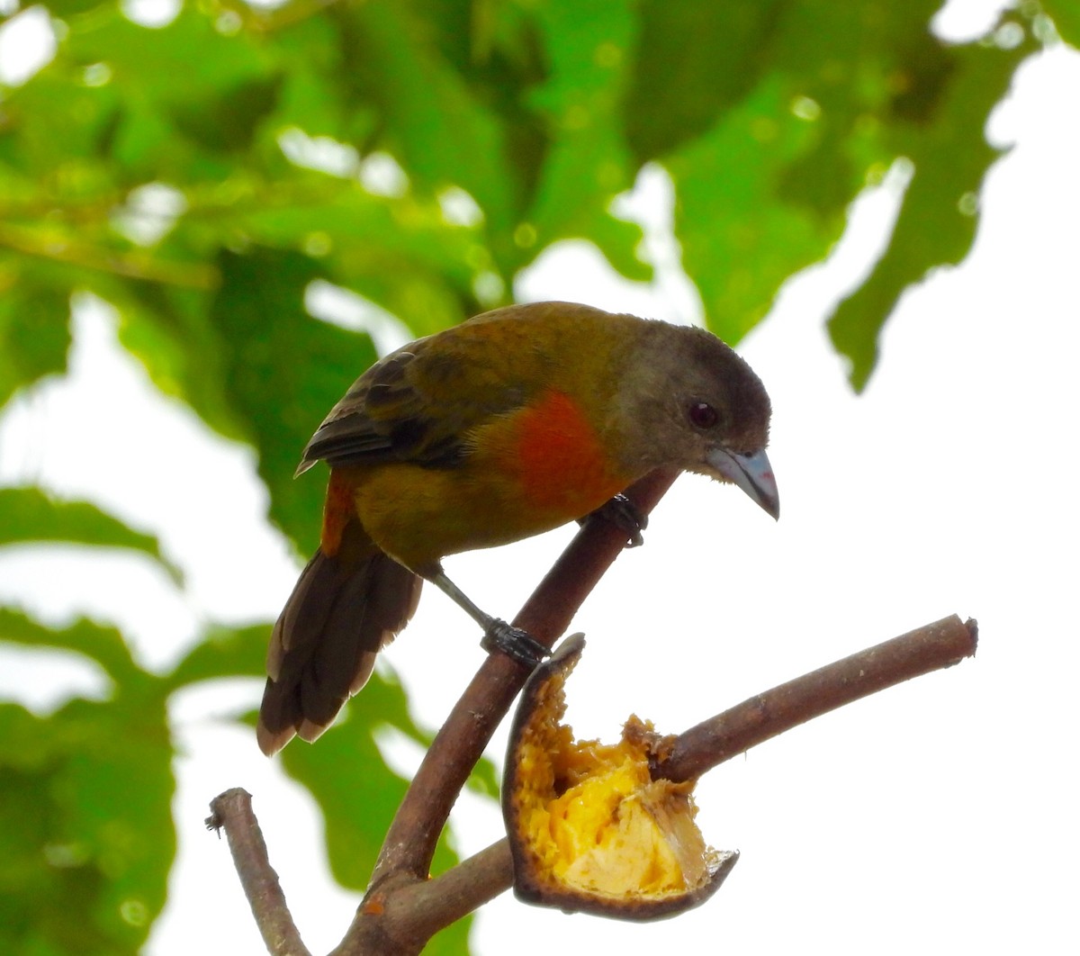 Tangara Terciopelo (costaricensis) - ML641998519