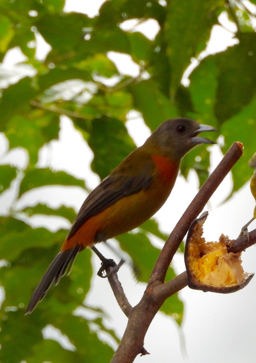 Tangara Terciopelo (costaricensis) - ML641998520