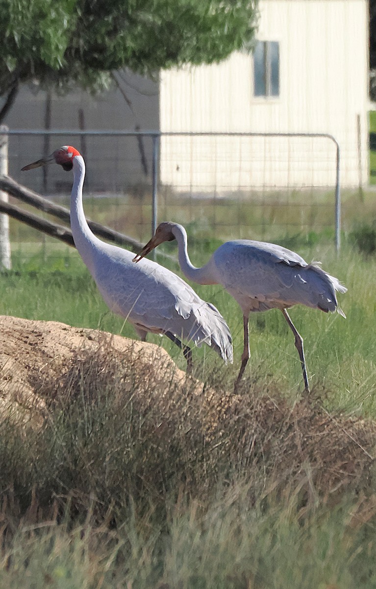 Brolga - ML641998522