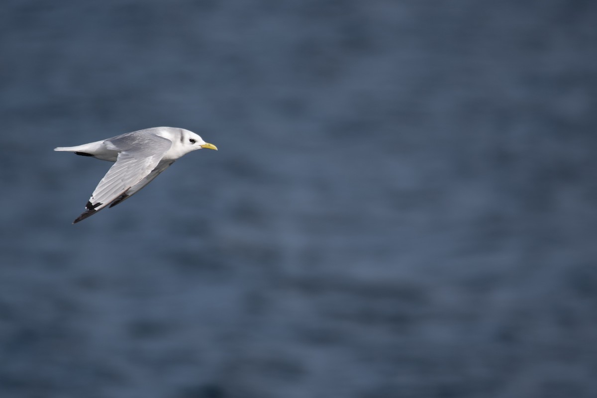 Black-legged Kittiwake - ML641998528