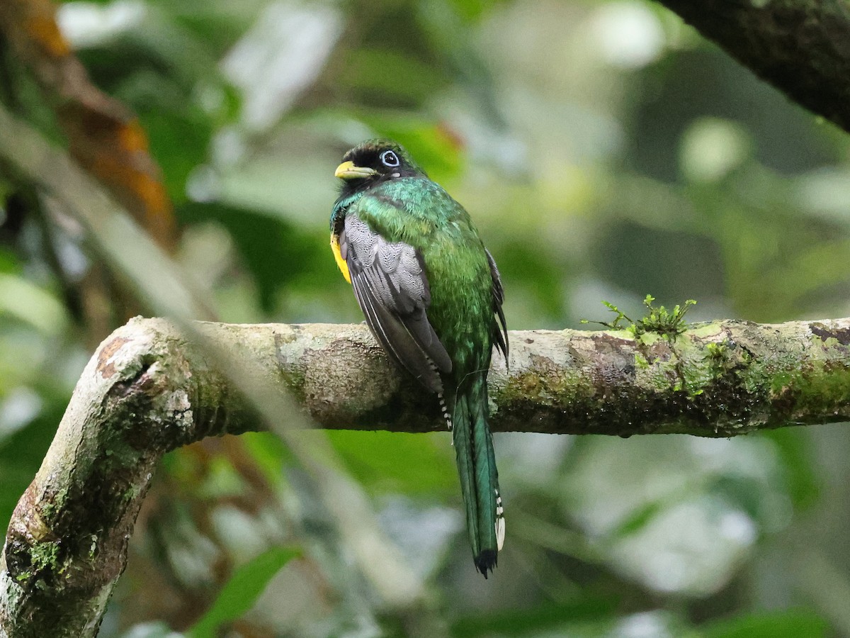 Trogon de Cabanis - ML641998530