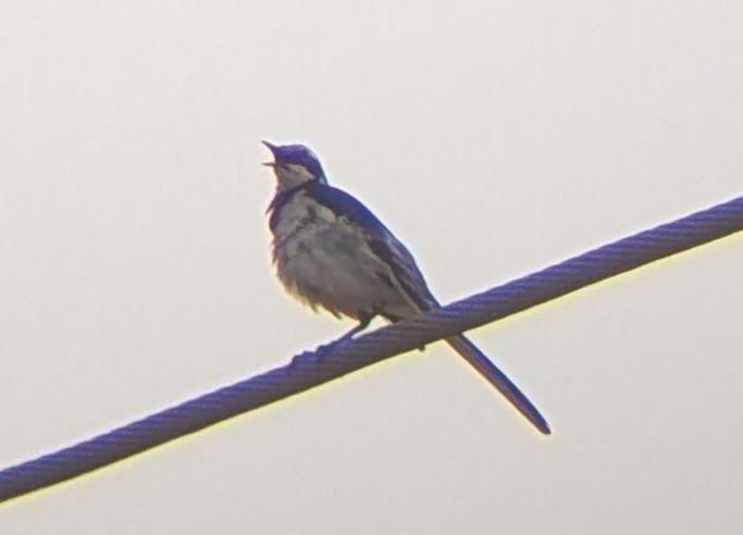 konipas africký - ML641998537
