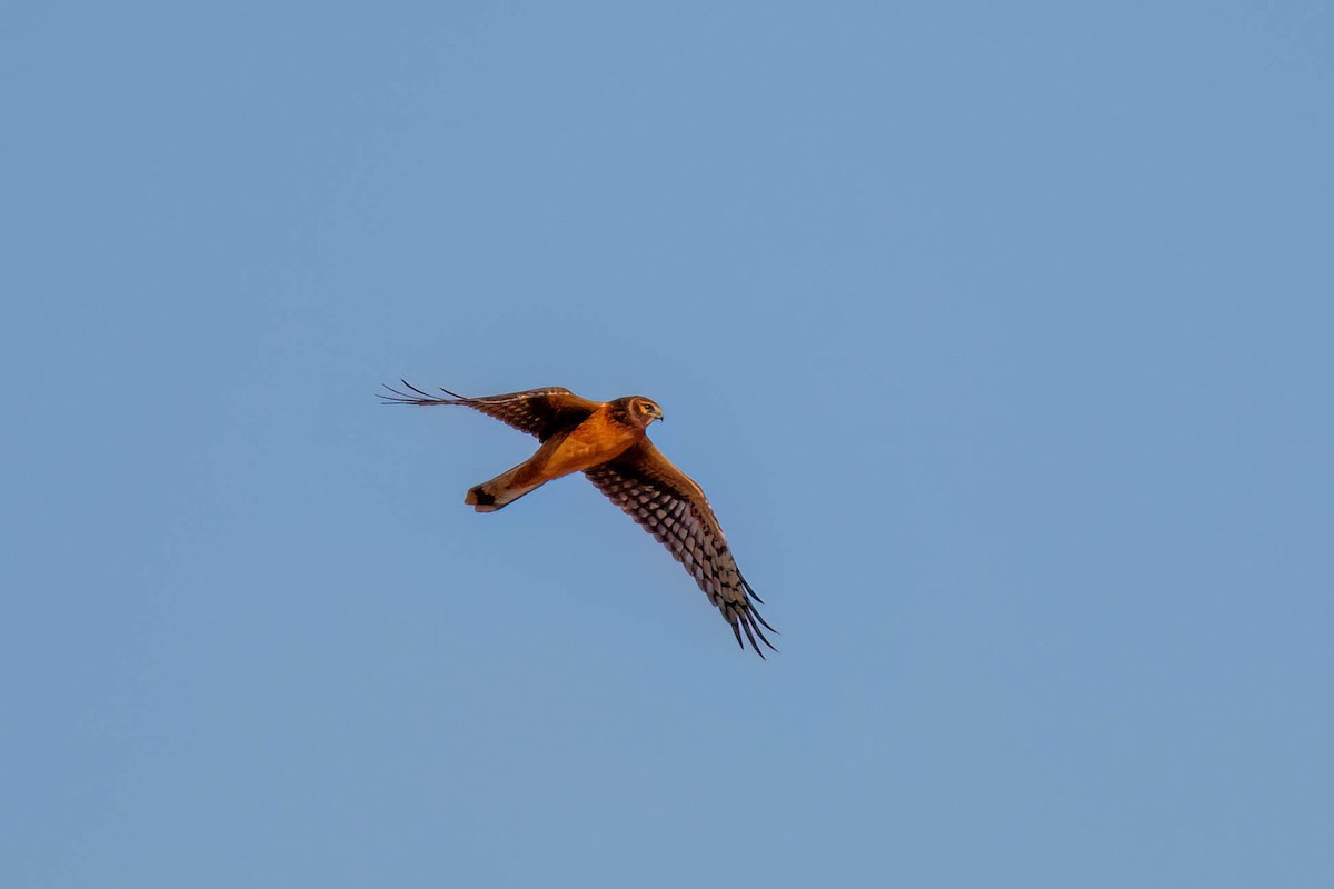 Northern Harrier - ML641998555