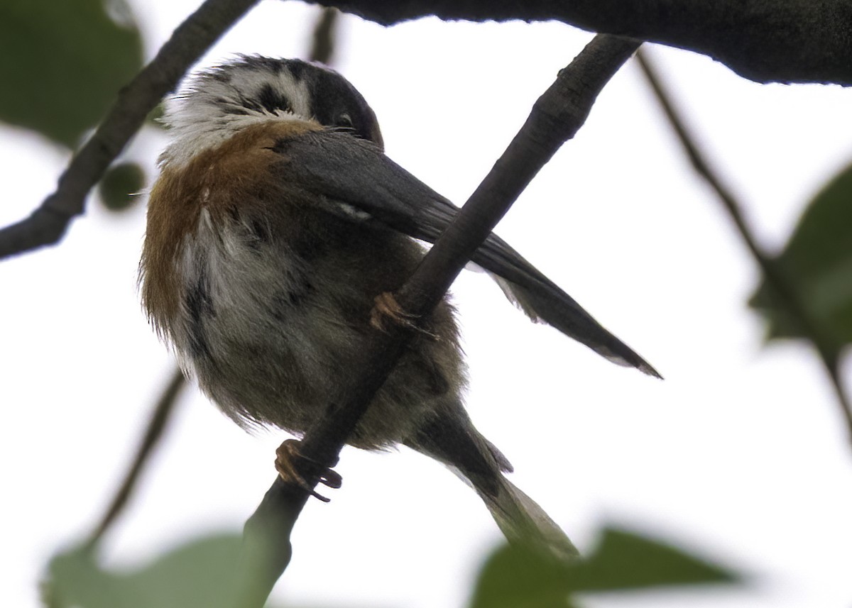 Black-throated Tit - ML641998558