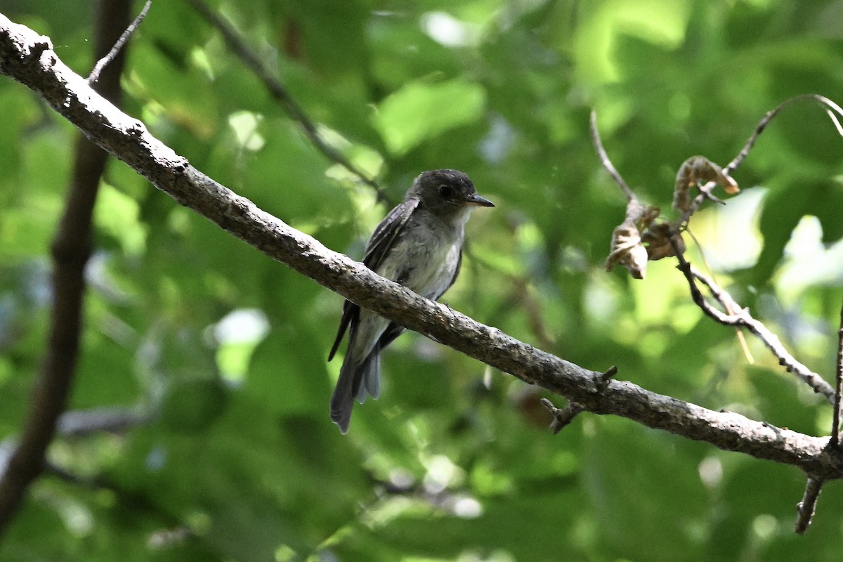 Eastern Wood-Pewee - ML641998561