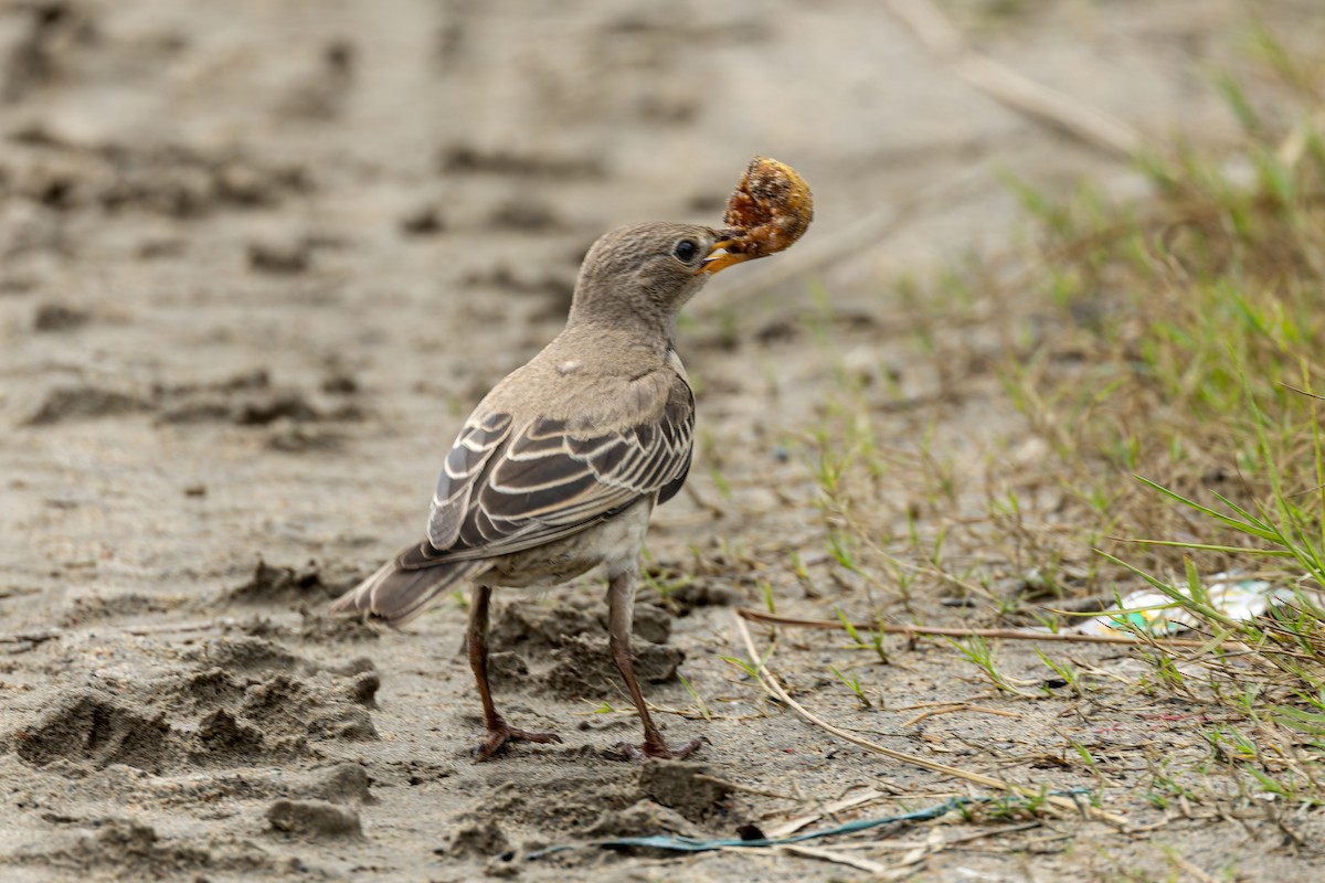 Rosy Starling - ML641998565