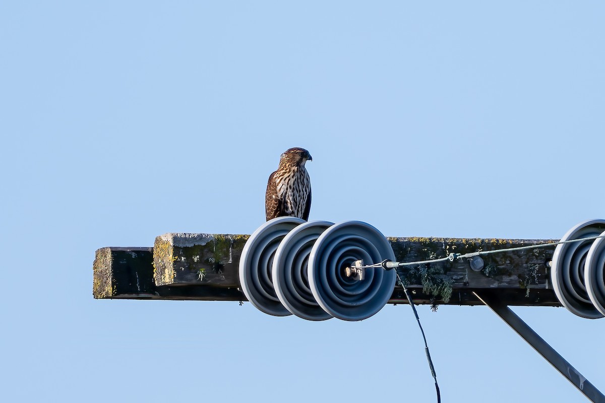 Cooper's Hawk - ML641998571