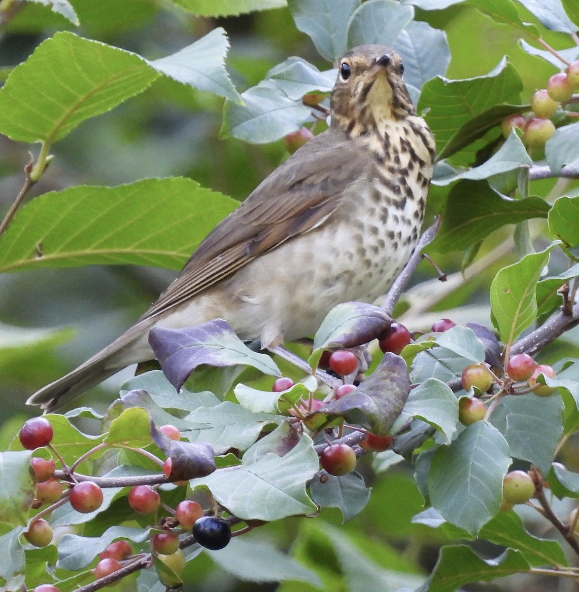 Swainson's Thrush - ML641998575
