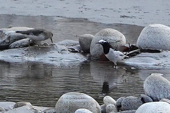 White-browed Wagtail - ML641998582