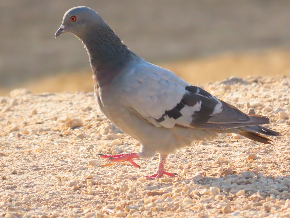 Rock Pigeon - ML641998586