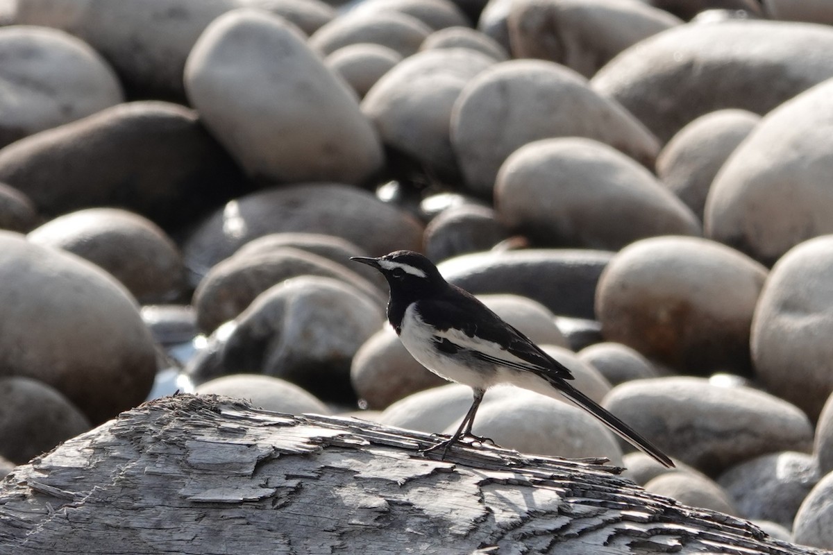White-browed Wagtail - ML641998588